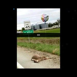 Meet your Posher, Gavin